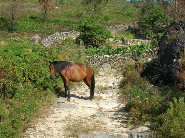  CABALLO PASTING EN GALICIA 